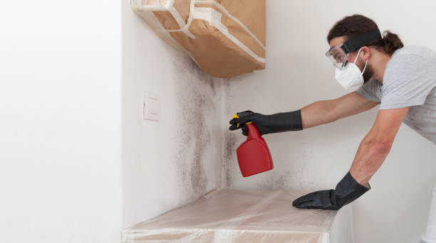 Professional Attic Mold Removal technician working in Islandia, NY